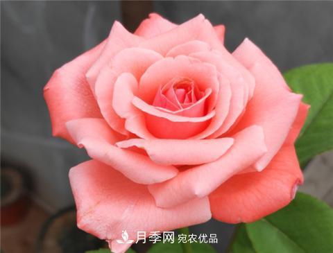 這6種月季花，四季開花不斷，又大又美，值得入手(圖11)