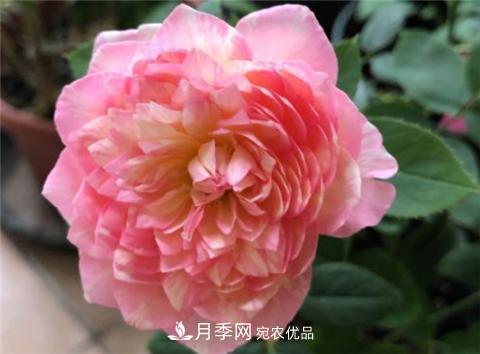 這6種月季花，四季開花不斷，又大又美，值得入手(圖9)