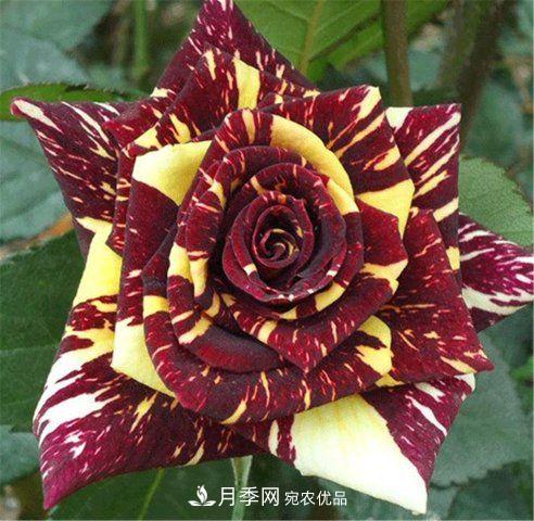全球10大“名貴”月季花，養(yǎng)過其中5盆，就算“月季發(fā)燒友”(圖2)
