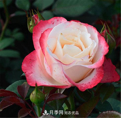 全球10大“名貴”月季花，養(yǎng)過其中5盆，就算“月季發(fā)燒友”(圖1)