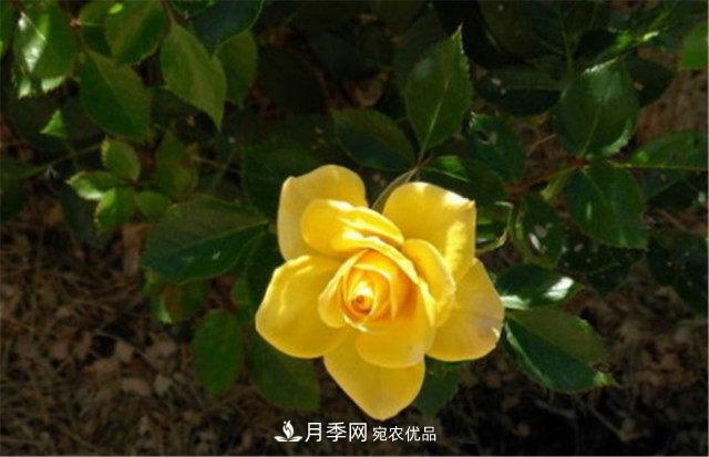 全球10大“名貴”月季花，養(yǎng)過其中5盆，就算“月季發(fā)燒友”(圖3)