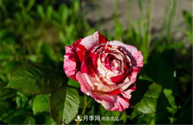 全球10大“名貴”月季花，養(yǎng)過其中5盆，就算“月季發(fā)燒友”(圖5)