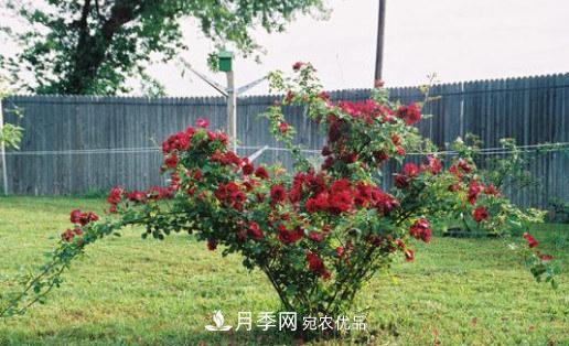 全球10大“名貴”月季花，養(yǎng)過其中5盆，就算“月季發(fā)燒友”(圖6)