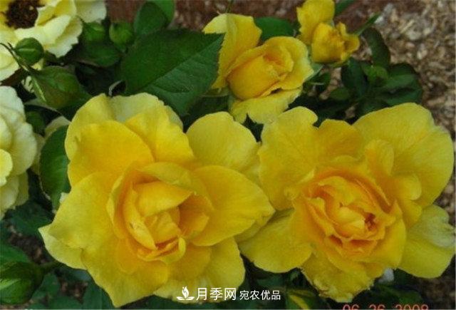 全球10大“名貴”月季花，養(yǎng)過其中5盆，就算“月季發(fā)燒友”(圖7)