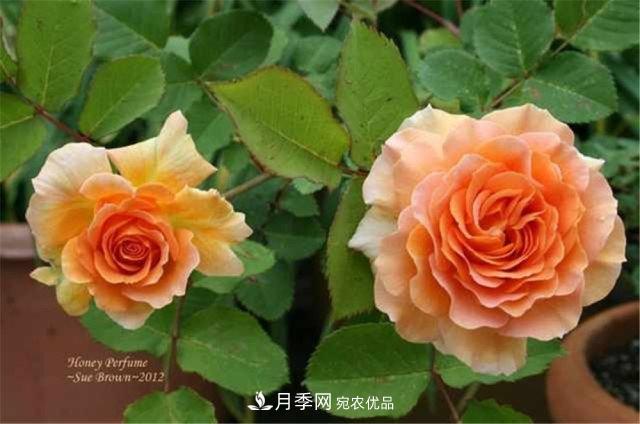 全球10大“名貴”月季花，養(yǎng)過其中5盆，就算“月季發(fā)燒友”(圖9)