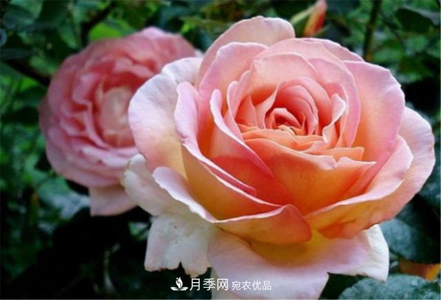 全球10大“名貴”月季花，養(yǎng)過其中5盆，就算“月季發(fā)燒友”(圖11)