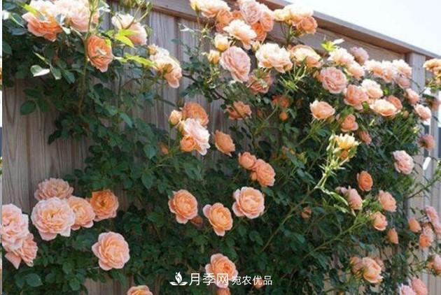 廣東種月季，首選這15種，一年花開10個(gè)月！(圖1)