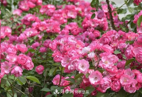 廣東種月季，首選這15種，一年花開10個(gè)月！(圖4)