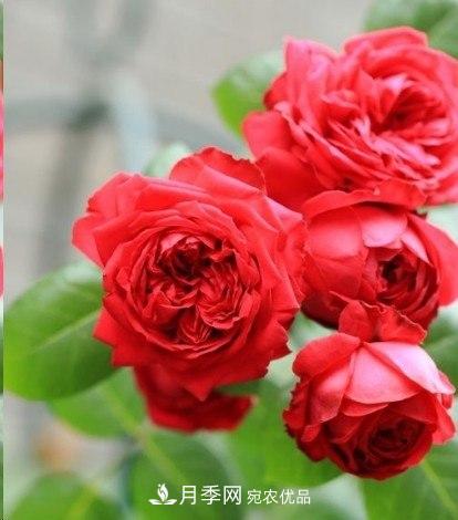 廣東種月季，首選這15種，一年花開10個(gè)月！(圖3)