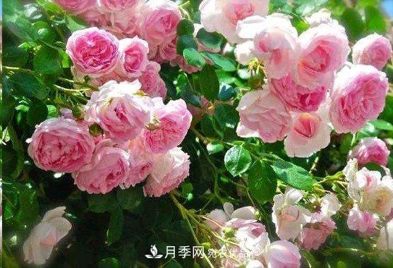 廣東種月季，首選這15種，一年花開10個(gè)月！(圖6)