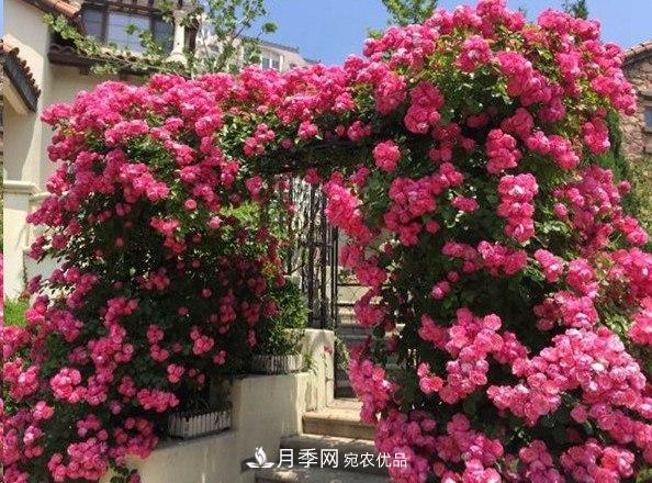 廣東種月季，首選這15種，一年花開10個(gè)月！(圖5)