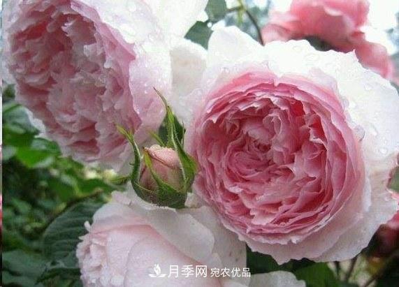 廣東種月季，首選這15種，一年花開10個(gè)月！(圖7)