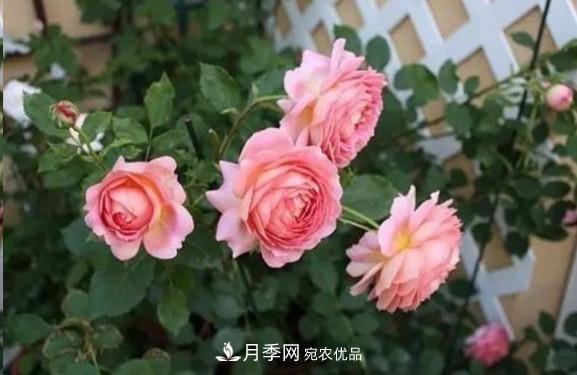 廣東種月季，首選這15種，一年花開10個(gè)月！(圖9)