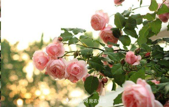 廣東種月季，首選這15種，一年花開10個(gè)月！(圖8)
