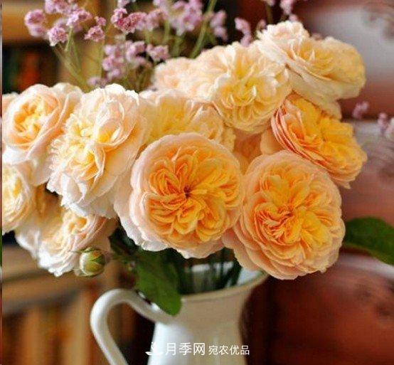 廣東種月季，首選這15種，一年花開10個(gè)月！(圖10)