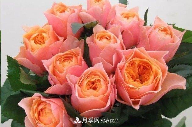廣東種月季，首選這15種，一年花開10個(gè)月！(圖13)