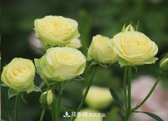 廣東種月季，首選這15種，一年花開10個(gè)月！(圖17)