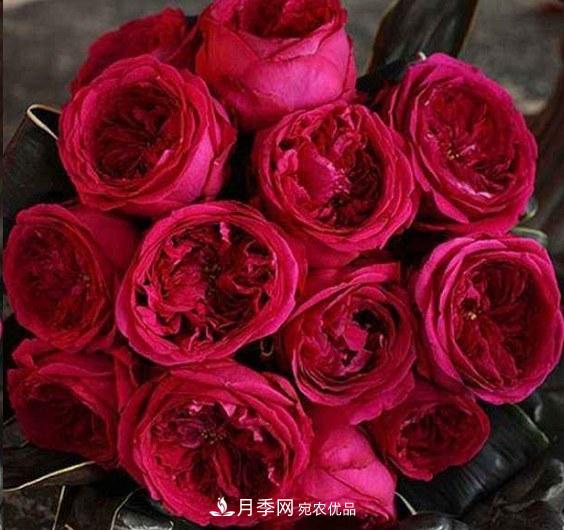 廣東種月季，首選這15種，一年花開10個(gè)月！(圖18)