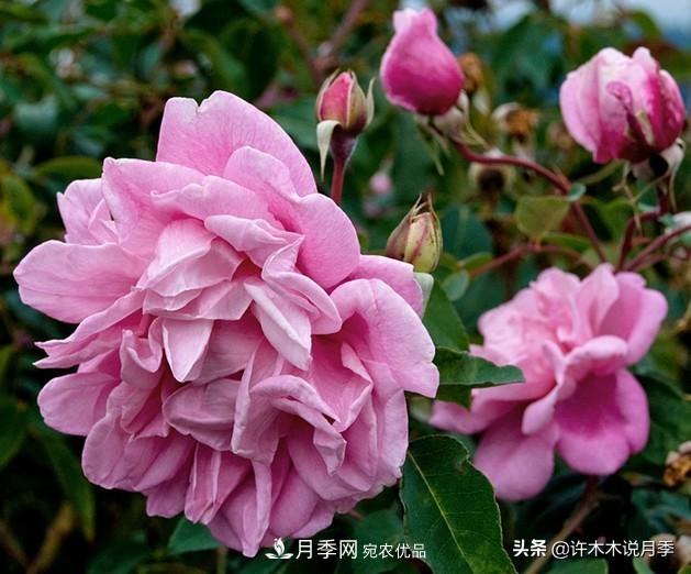 25個(gè)豐花濃香的波旁月季。擁有中國(guó)血統(tǒng)，不僅抗病還能做花墻(圖1)