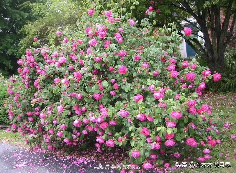25個(gè)豐花濃香的波旁月季。擁有中國(guó)血統(tǒng)，不僅抗病還能做花墻(圖3)