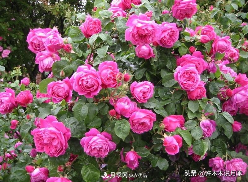 25個(gè)豐花濃香的波旁月季。擁有中國(guó)血統(tǒng)，不僅抗病還能做花墻(圖2)