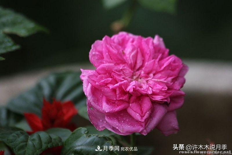 25個(gè)豐花濃香的波旁月季。擁有中國(guó)血統(tǒng)，不僅抗病還能做花墻(圖5)
