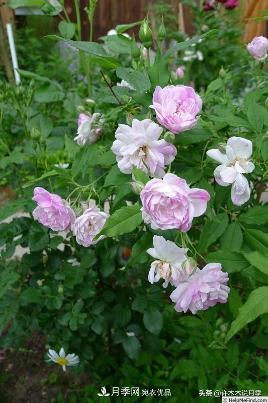25個(gè)豐花濃香的波旁月季。擁有中國(guó)血統(tǒng)，不僅抗病還能做花墻(圖4)