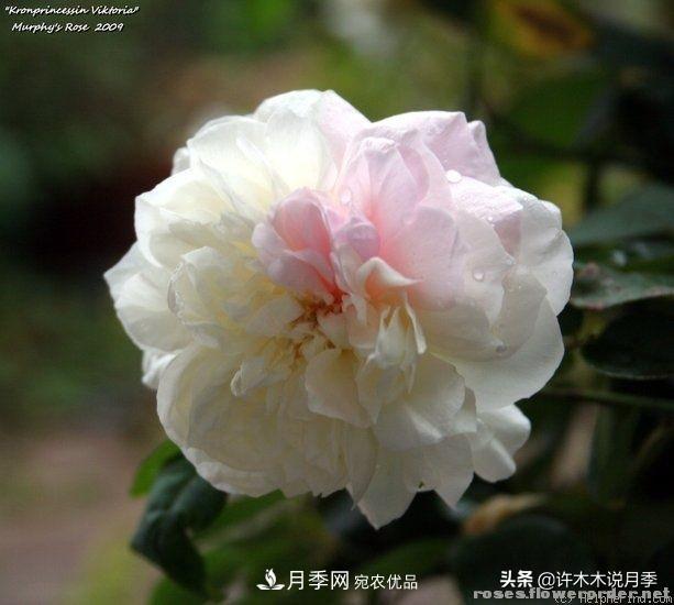 25個(gè)豐花濃香的波旁月季。擁有中國(guó)血統(tǒng)，不僅抗病還能做花墻(圖6)