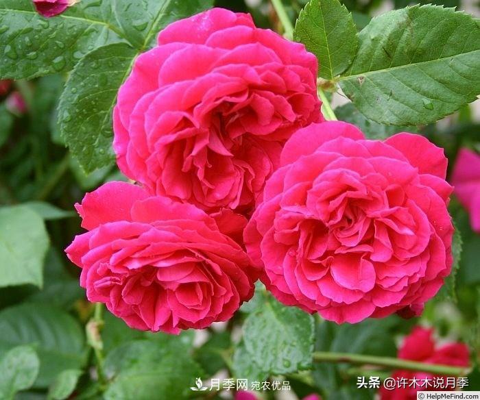25個(gè)豐花濃香的波旁月季。擁有中國(guó)血統(tǒng)，不僅抗病還能做花墻(圖9)