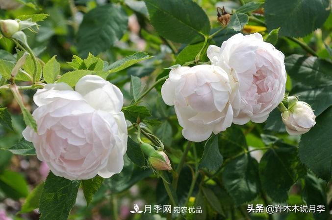 25個(gè)豐花濃香的波旁月季。擁有中國(guó)血統(tǒng)，不僅抗病還能做花墻(圖8)