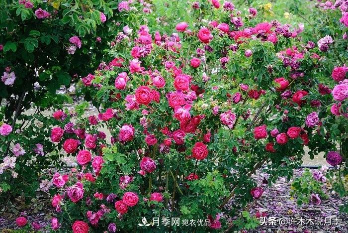 25個(gè)豐花濃香的波旁月季。擁有中國(guó)血統(tǒng)，不僅抗病還能做花墻(圖7)