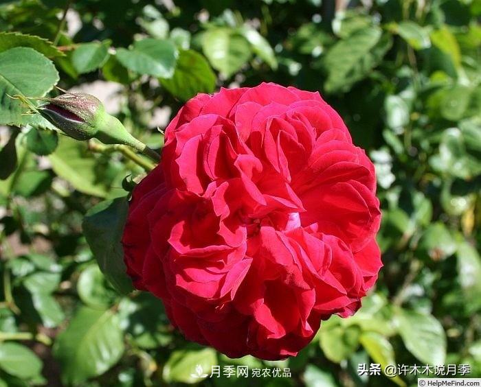 25個(gè)豐花濃香的波旁月季。擁有中國(guó)血統(tǒng)，不僅抗病還能做花墻(圖10)