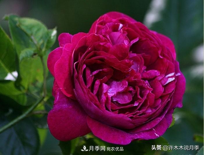 25個(gè)豐花濃香的波旁月季。擁有中國(guó)血統(tǒng)，不僅抗病還能做花墻(圖11)