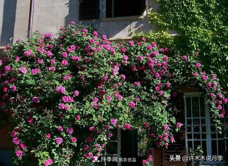 25個(gè)豐花濃香的波旁月季。擁有中國(guó)血統(tǒng)，不僅抗病還能做花墻(圖13)