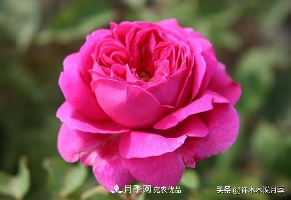 25個(gè)豐花濃香的波旁月季。擁有中國(guó)血統(tǒng)，不僅抗病還能做花墻(圖16)