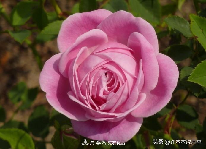 25個(gè)豐花濃香的波旁月季。擁有中國(guó)血統(tǒng)，不僅抗病還能做花墻(圖17)