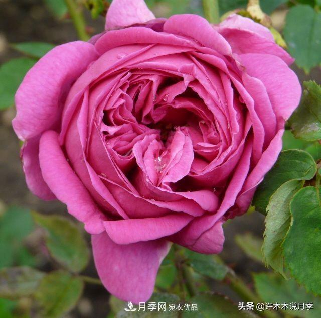 25個(gè)豐花濃香的波旁月季。擁有中國(guó)血統(tǒng)，不僅抗病還能做花墻(圖15)