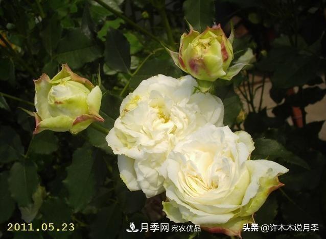 25個(gè)豐花濃香的波旁月季。擁有中國(guó)血統(tǒng)，不僅抗病還能做花墻(圖19)