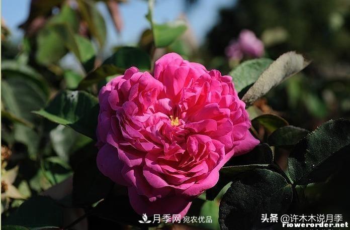 25個(gè)豐花濃香的波旁月季。擁有中國(guó)血統(tǒng)，不僅抗病還能做花墻(圖18)