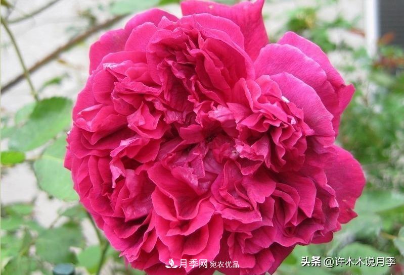25個(gè)豐花濃香的波旁月季。擁有中國(guó)血統(tǒng)，不僅抗病還能做花墻(圖21)
