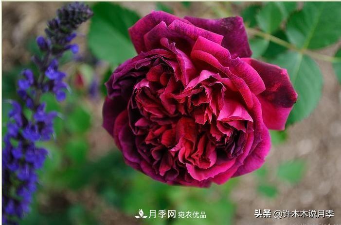 25個(gè)豐花濃香的波旁月季。擁有中國(guó)血統(tǒng)，不僅抗病還能做花墻(圖20)