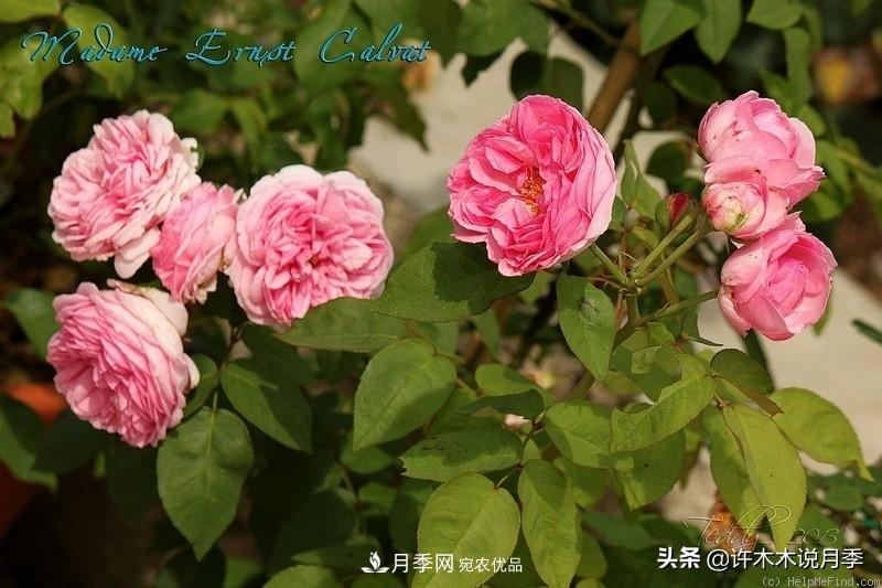 25個(gè)豐花濃香的波旁月季。擁有中國(guó)血統(tǒng)，不僅抗病還能做花墻(圖23)