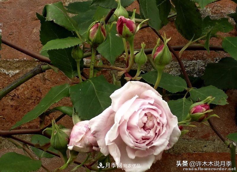 25個(gè)豐花濃香的波旁月季。擁有中國(guó)血統(tǒng)，不僅抗病還能做花墻(圖24)