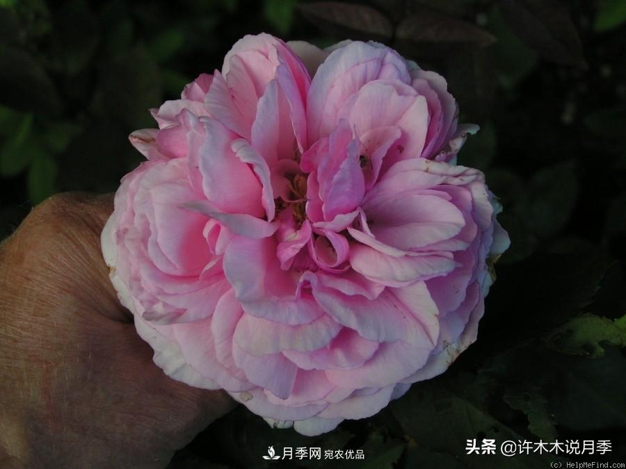 25個(gè)豐花濃香的波旁月季。擁有中國(guó)血統(tǒng)，不僅抗病還能做花墻(圖22)