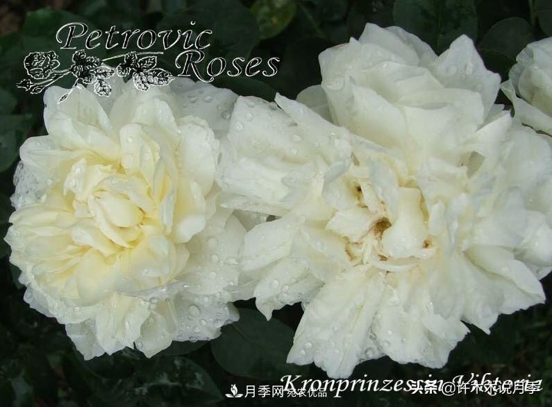 25個(gè)豐花濃香的波旁月季。擁有中國(guó)血統(tǒng)，不僅抗病還能做花墻(圖26)
