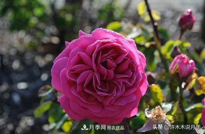 25個(gè)豐花濃香的波旁月季。擁有中國(guó)血統(tǒng)，不僅抗病還能做花墻(圖29)