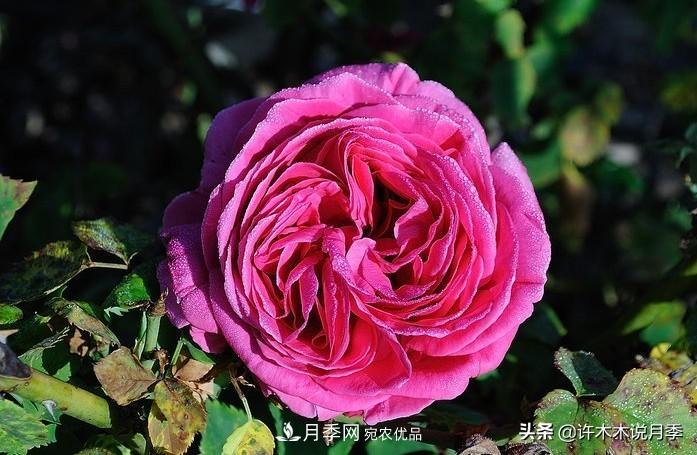 25個(gè)豐花濃香的波旁月季。擁有中國(guó)血統(tǒng)，不僅抗病還能做花墻(圖28)