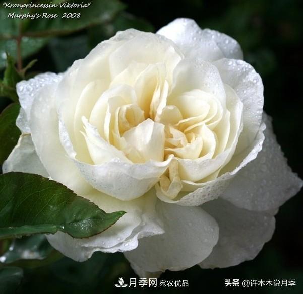 25個(gè)豐花濃香的波旁月季。擁有中國(guó)血統(tǒng)，不僅抗病還能做花墻(圖27)