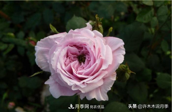 25個(gè)豐花濃香的波旁月季。擁有中國(guó)血統(tǒng)，不僅抗病還能做花墻(圖33)