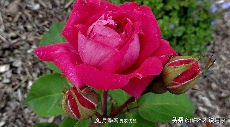 25個(gè)豐花濃香的波旁月季。擁有中國(guó)血統(tǒng)，不僅抗病還能做花墻(圖30)
